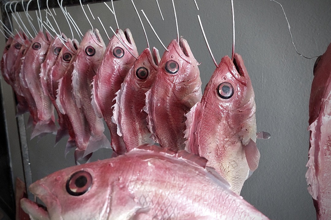 Props Fabrication · Animals, Fish