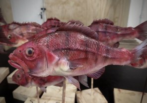 Animals, Fish
