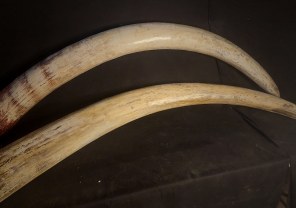 Animal Skulls, Tusks, etc..